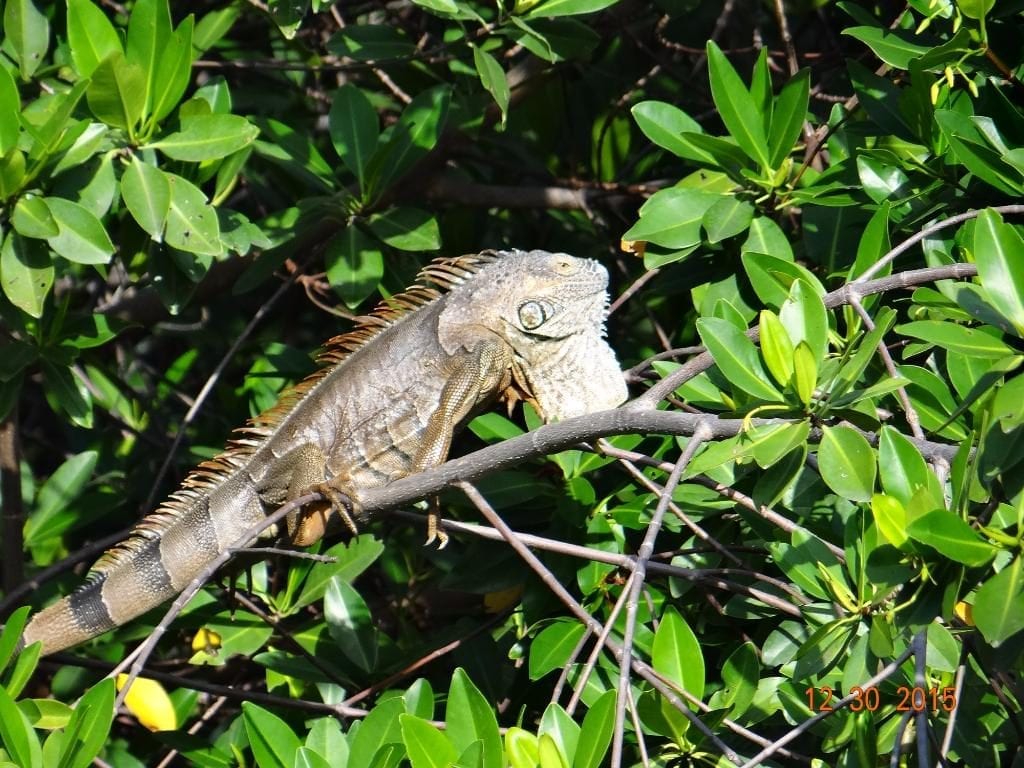 Green iguana