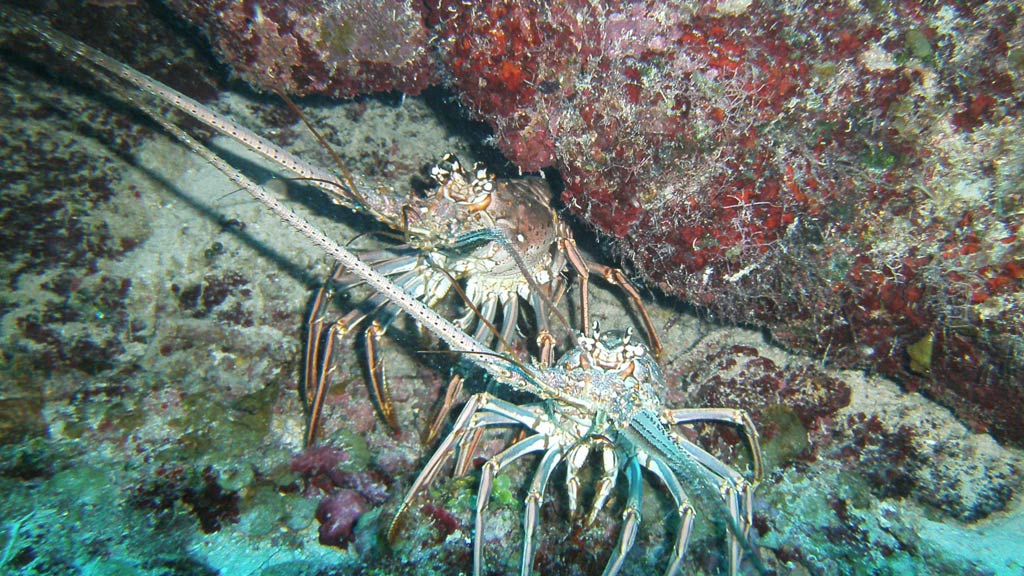 Spiny lobster