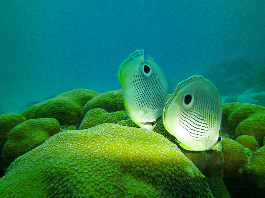fish swimming coral