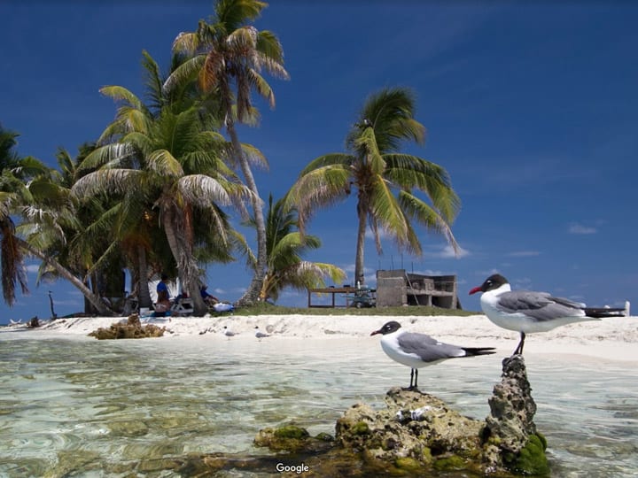 gulls at silk cayes