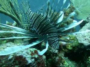 lionfishing on reef in belize