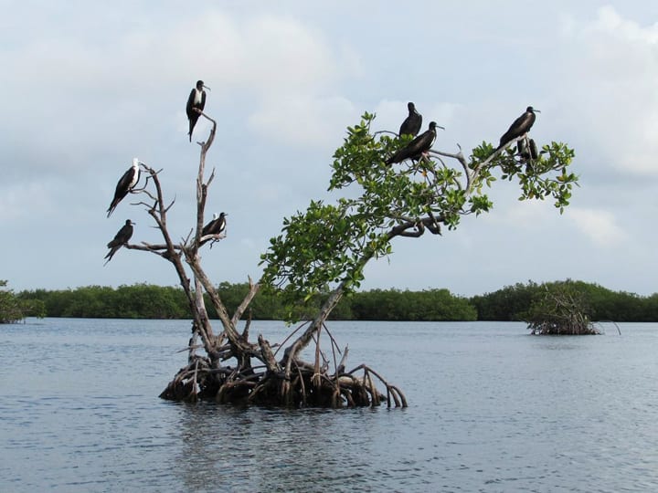 man of wars mangroves