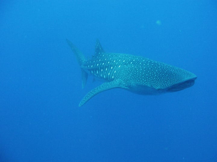 whale shark in belize at gladden spit