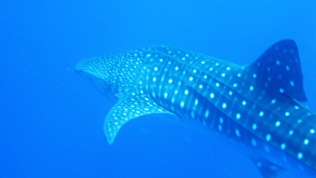 whale sharks from hundreds of miles away
