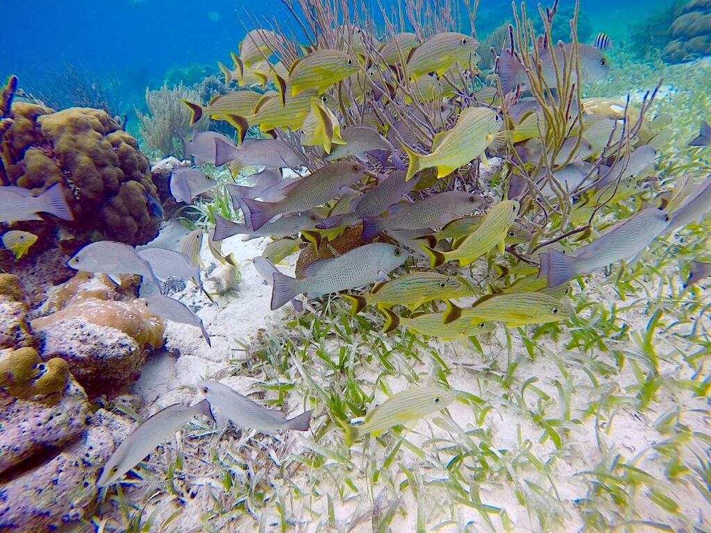 Tropical Fish Galore seen when book Snorkeling Packages