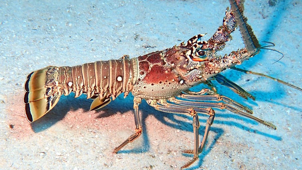 lobster season in belize