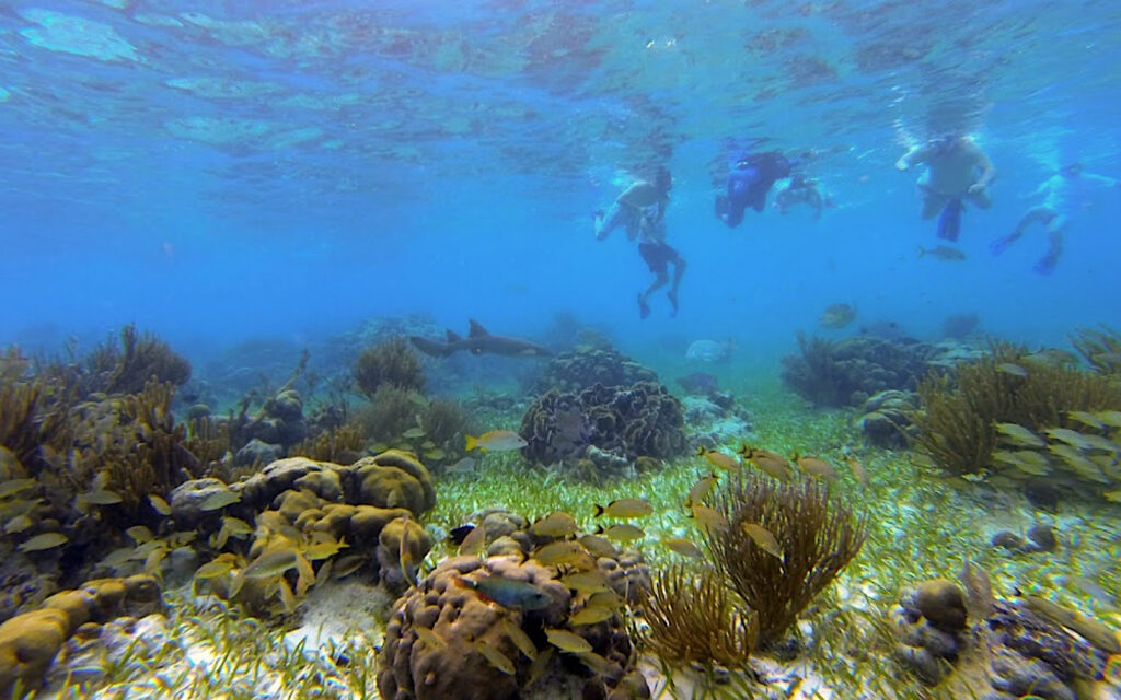 group snorkeling Vibrant Coral Gardens in placencia