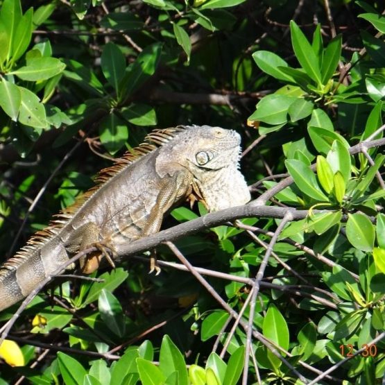 Green iguana