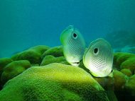 fish swimming coral