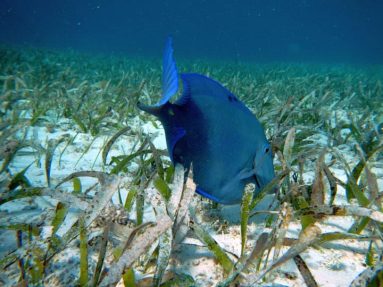 fish feeding on seagrass bed