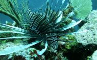 lionfish belize barrier reef lionfish belize barrier reef