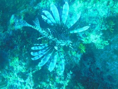 lionfish in coral