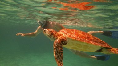 snorkel tours with turtle and other Marine life of belize