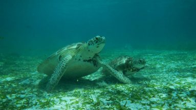 turtles placencia