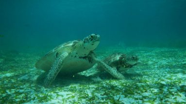 turtles placencia